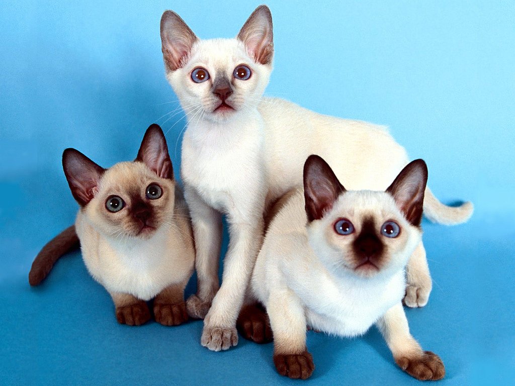 Three Muskateers, Siamese
